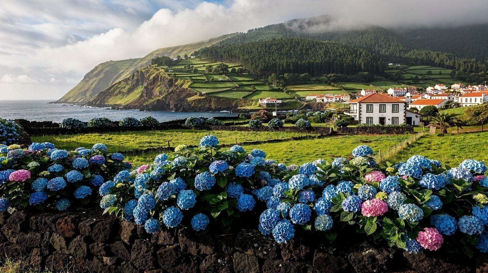 Em busca da época das hortênsias em São Miguel