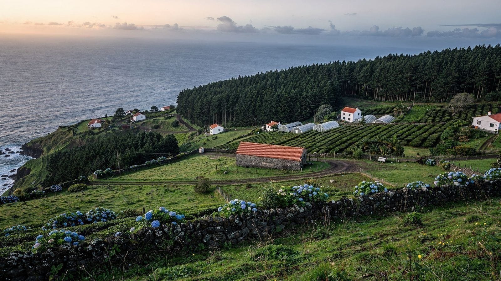 Por Que São Miguel Parece Cultivada, Não Selvagem