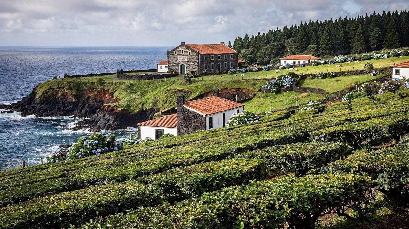 Tea & Pineapple Plantations