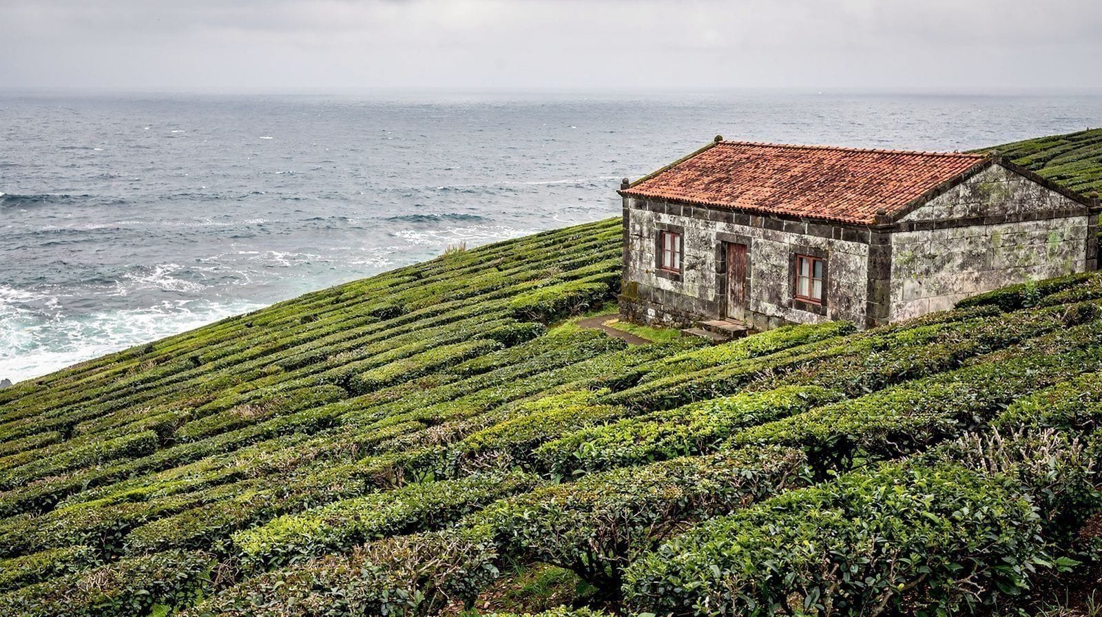 Plantacje herbaty Gorreana i Porto Formoso