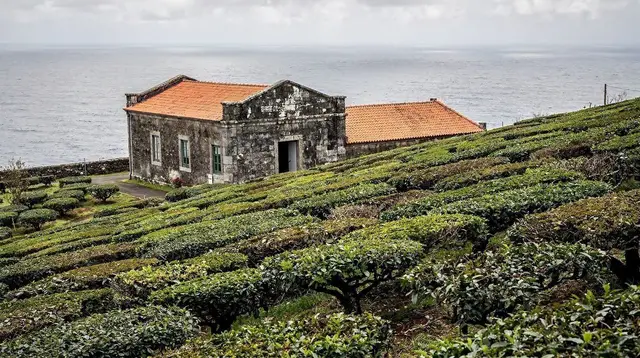 Gorreana and Porto Formoso: São Miguel's Two Tea Gardens