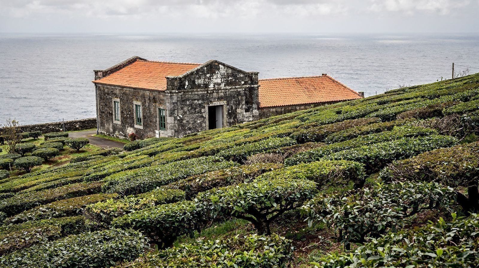 Gorreana e Porto Formoso: os Dois Chás de São Miguel