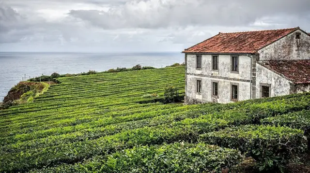 Gorreana Tea Plantation Day Trip