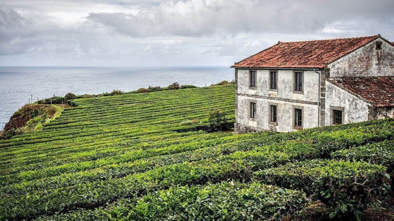 Visita de um Dia à Plantação de Chá Gorreana