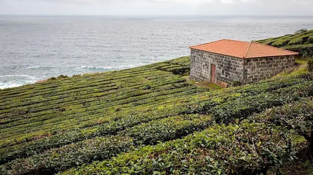 Gorreana Tea Plantation: Europe's Oldest, Free to Visit