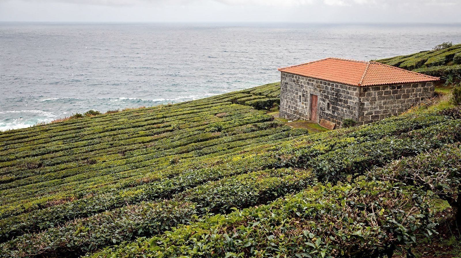 Plantação de Chá da Gorreana: a mais antiga da Europa, entrada gratuita