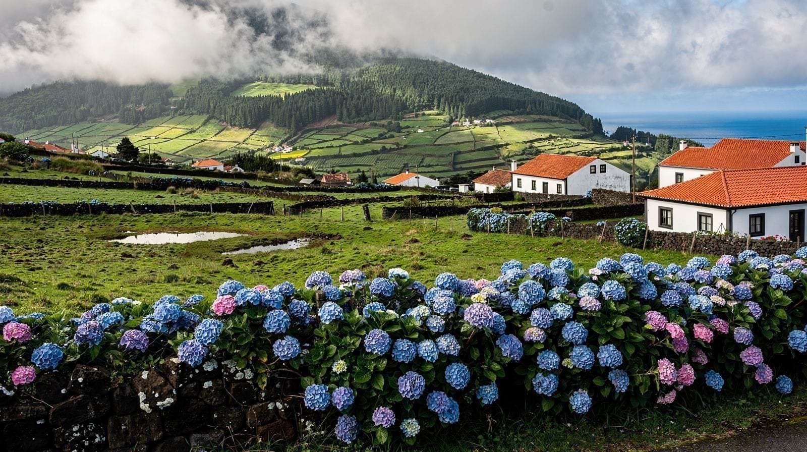 Época das Hortênsias em São Miguel