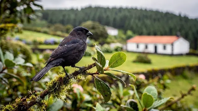 Is São Miguel Safe? Wildlife, Livestock and Real Hazards