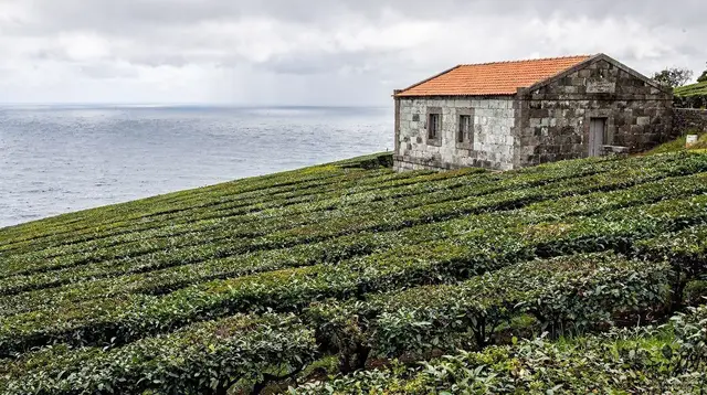 Porto Formoso: São Miguel's Other Tea Plantation