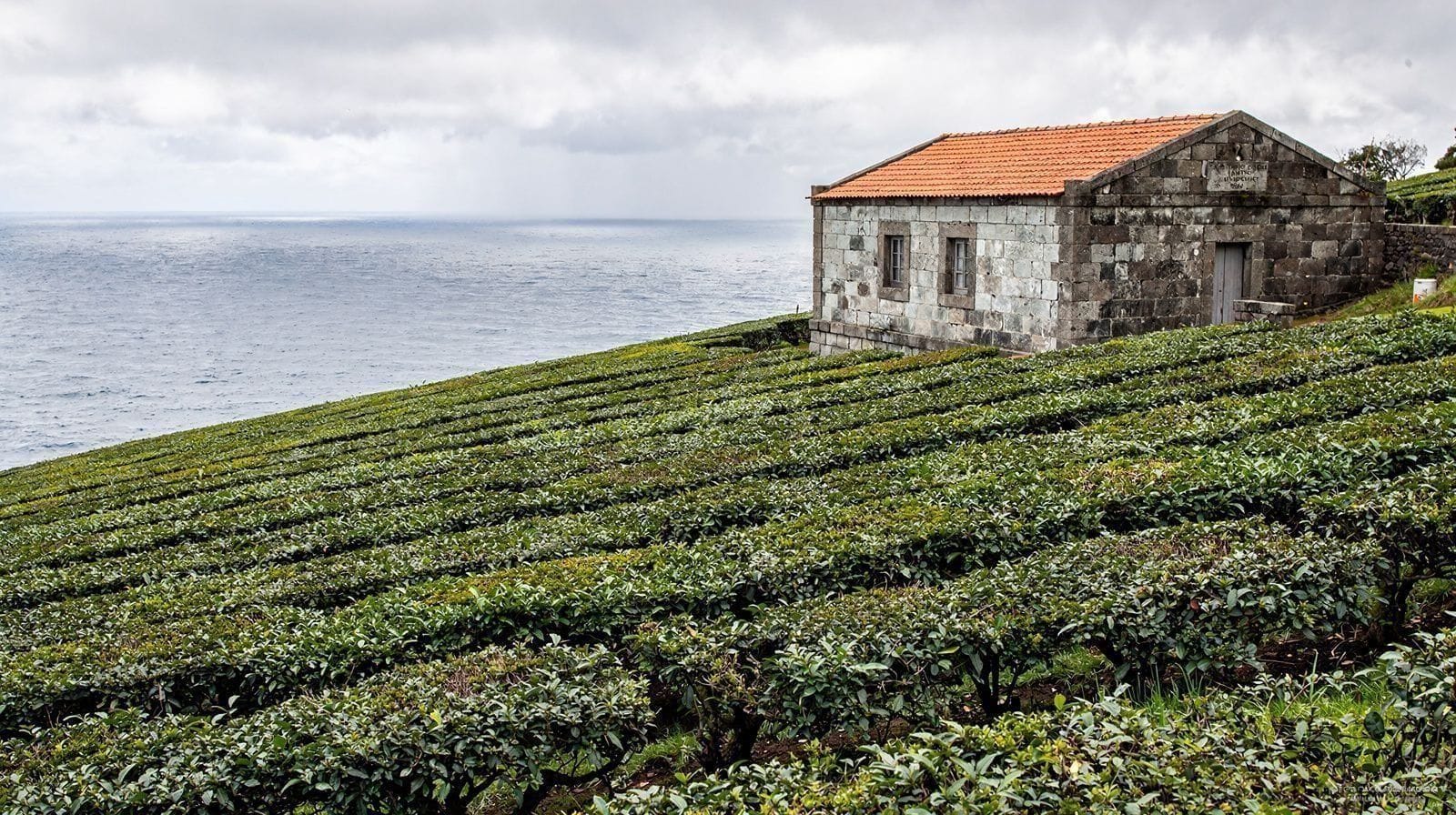 Porto Formoso: a Outra Plantação de Chá de São Miguel