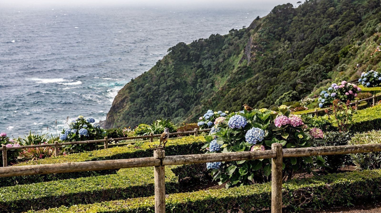 Priolo: Onde Ver o Tentilhão dos Açores