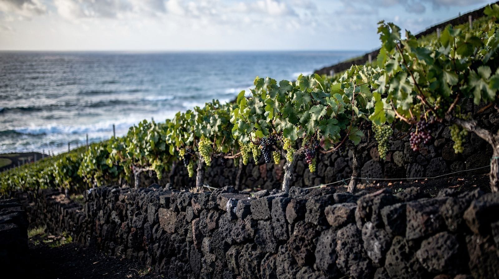Pode-se Provar Vinho em São Miguel?