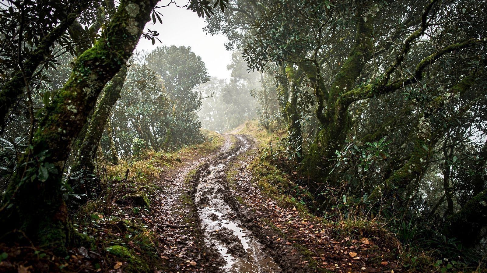Serra da Tronqueira: o trilho do priolo na floresta de laurissilva