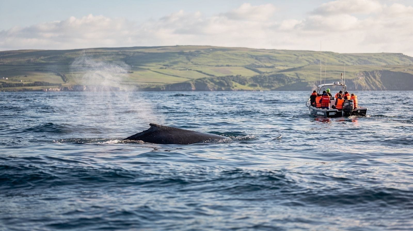 Observação de Baleias e Golfinhos em São Miguel