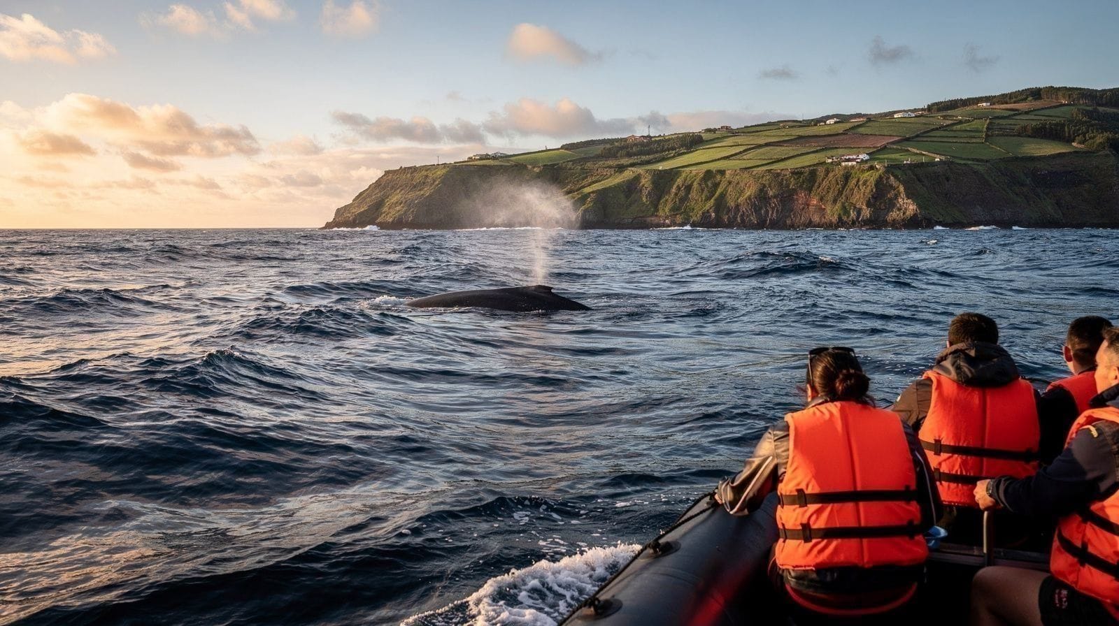 Passeio de Barco para Observação de Baleias em São Miguel: O que Esperar
