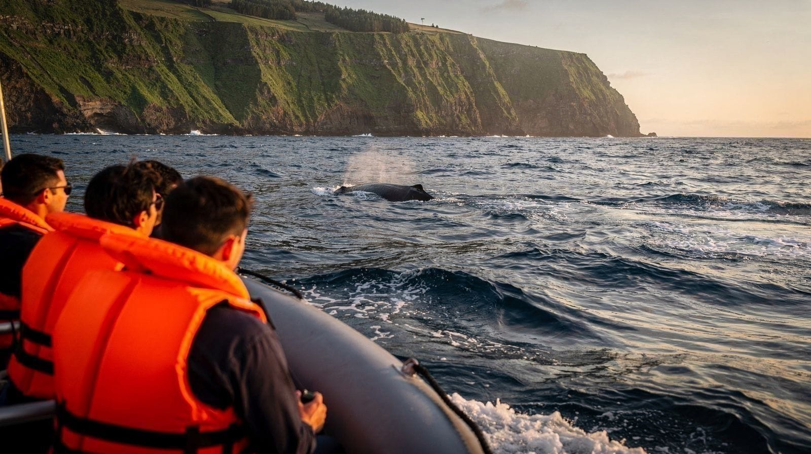 Cancelamentos de Observação de Baleias em São Miguel: Vento, Estado do Mar e o Que Esperar